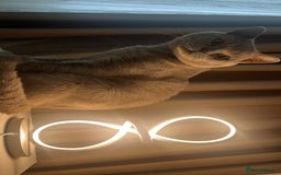 British Shorthair cats for sale: Leo            - Advert 6