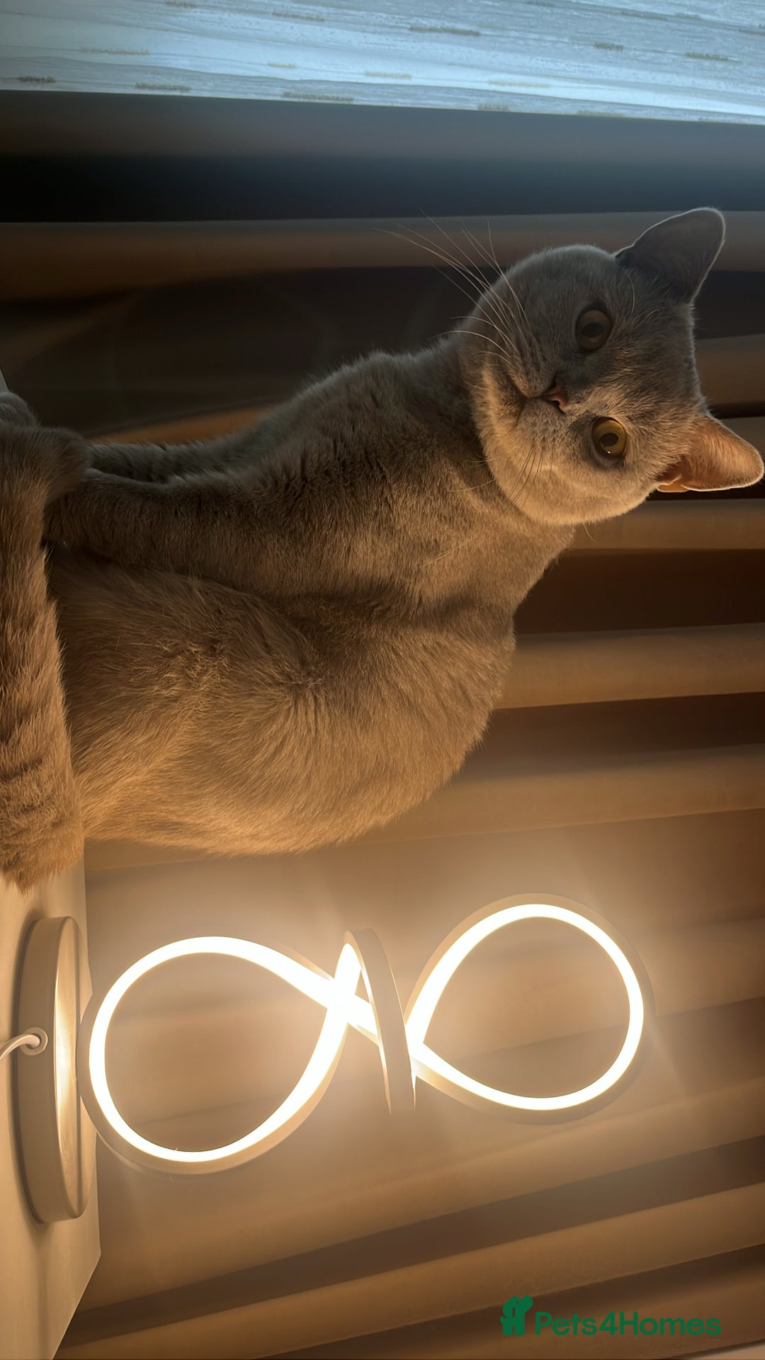 British Shorthair cats for sale: Leo            - Advert 6