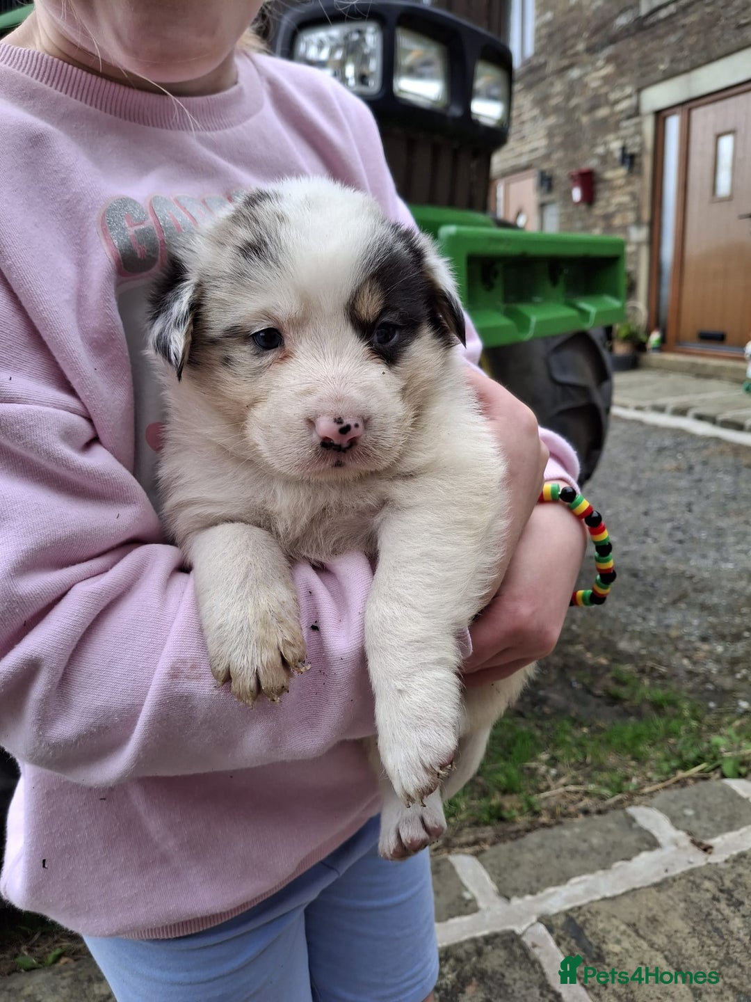 Mixed Breed dogs for sale: Border Collie x Australian Shepherd - Image 2
