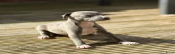 Italian Greyhound dogs for sale: KC reg boys available  - Advert 11