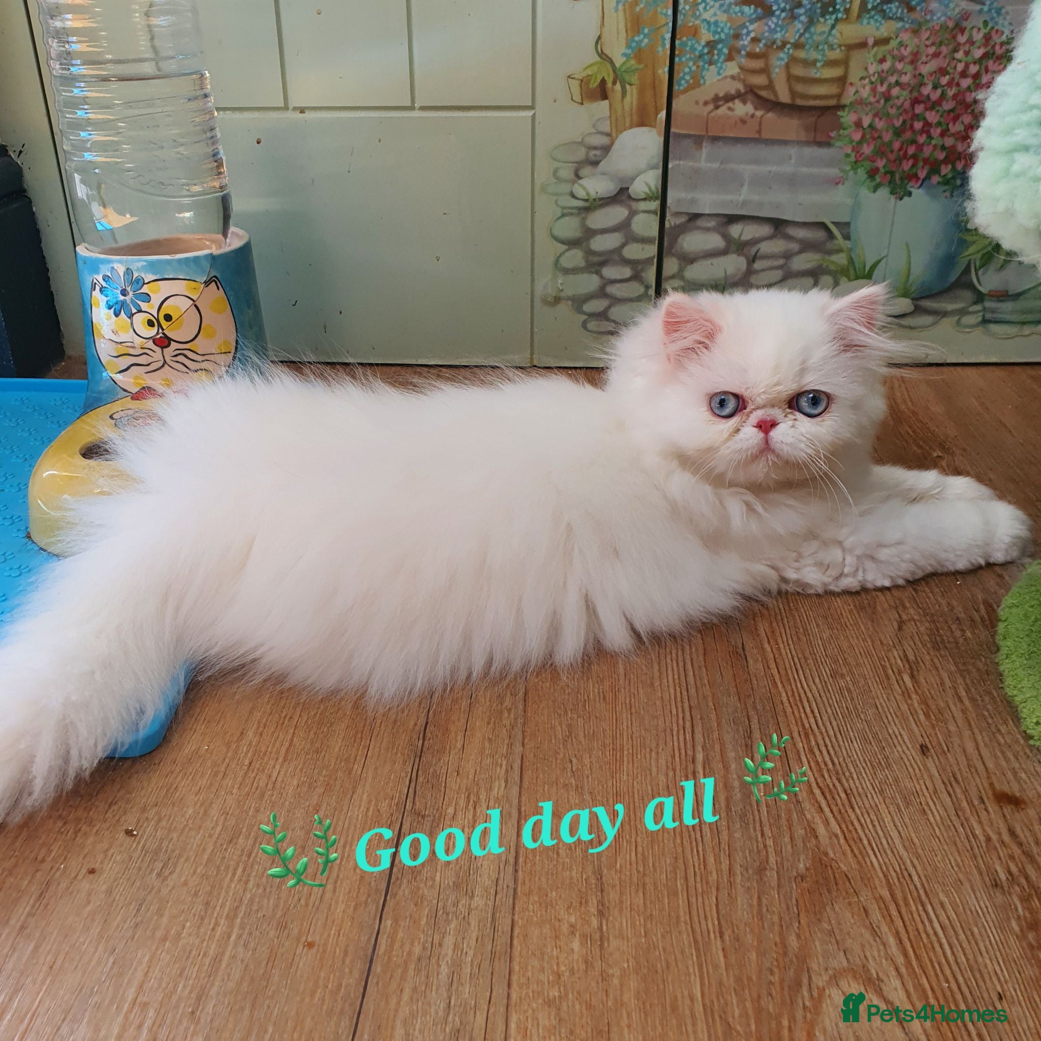 Persian cats 🎀🎀 GCCF Persian Kitten 🎀🎀 - Advert 5