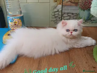 Persian cats 🎀🎀 GCCF Persian Kitten 🎀🎀 - Advert 5