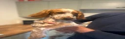 Cocker Spaniel dogs for sale: Gorgeous 8 month old female cocker spaniel - Advert 5