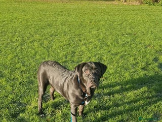 Mixed Breed dogs Hugo - Advert 1