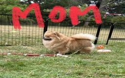 Pomeranian dogs for sale: Luxurious Tiny Pomeranian - 900g/11 weeks old - Image 23