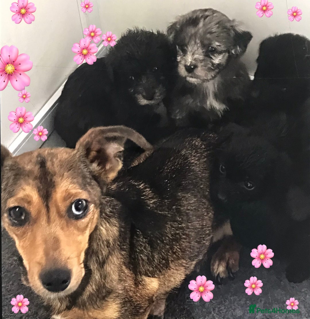 Jackapoo dogs for sale: ***READY NOW*** Gorgeous Jackapoo puppies - Image 11