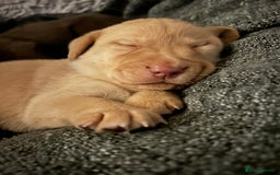 Labrador Retriever dogs for sale: Beautiful Labrador puppies 4 coats colour  - Image 1