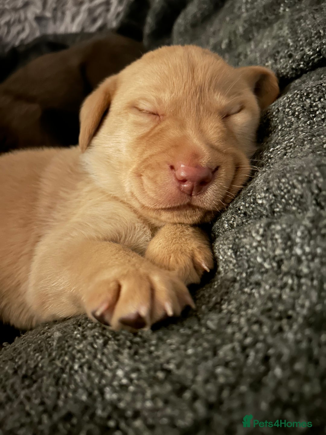 Labrador Retriever dogs for sale: Beautiful Labrador puppies 4 coats colour  - Image 1