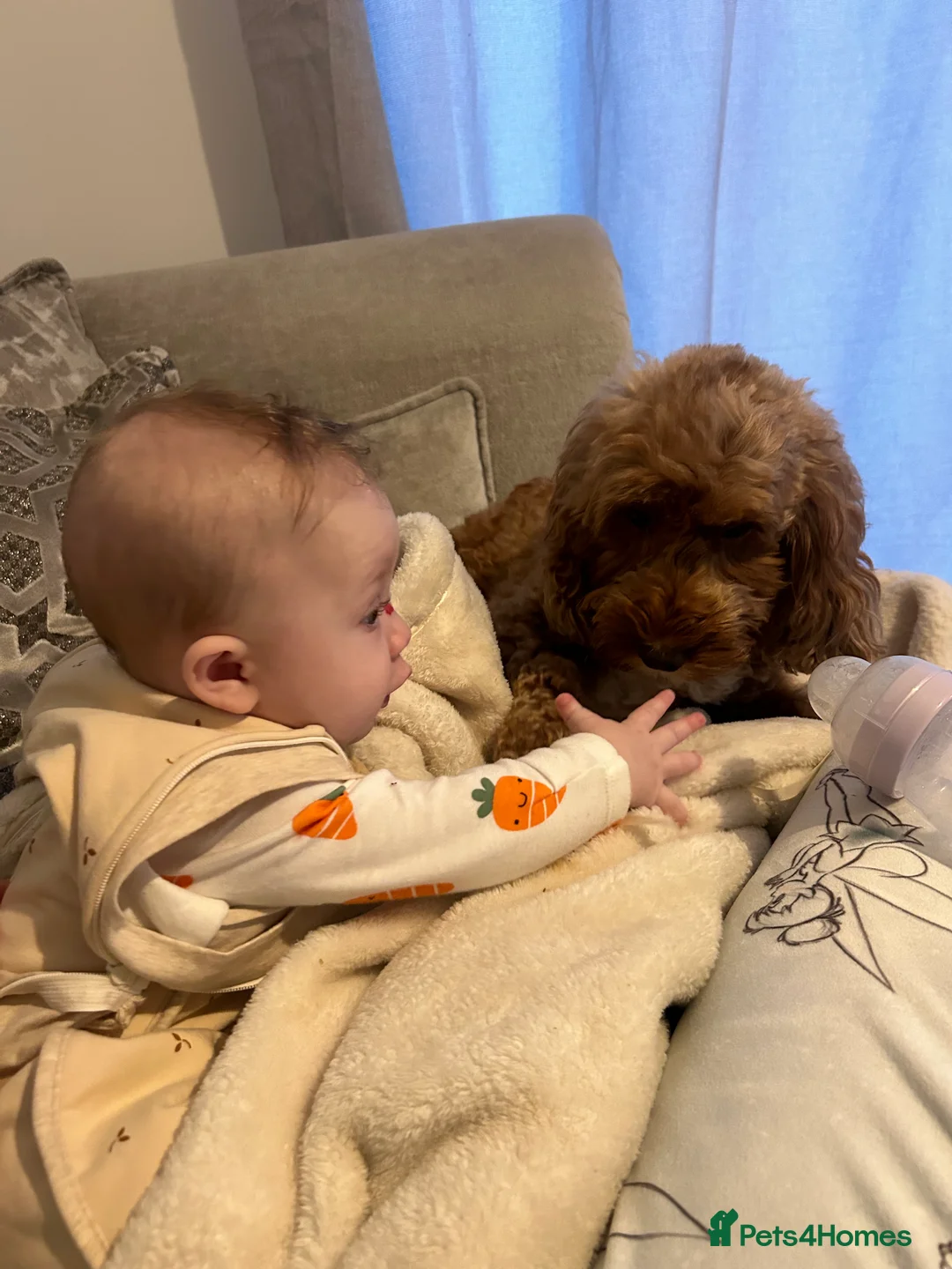 Cockapoo dogs for sale: Skye ⭐️ - Advert 2