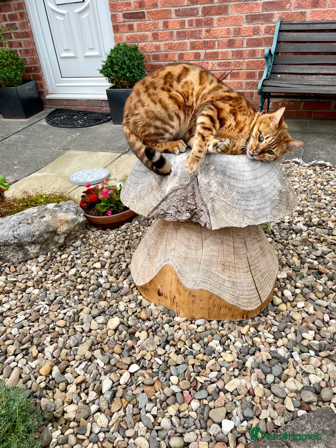 Bengal cats for sale: Bengal cat - Image 7