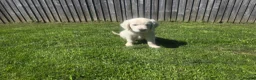 Golden Retriever dogs for sale: all puppies have now been reserved - Advert 15