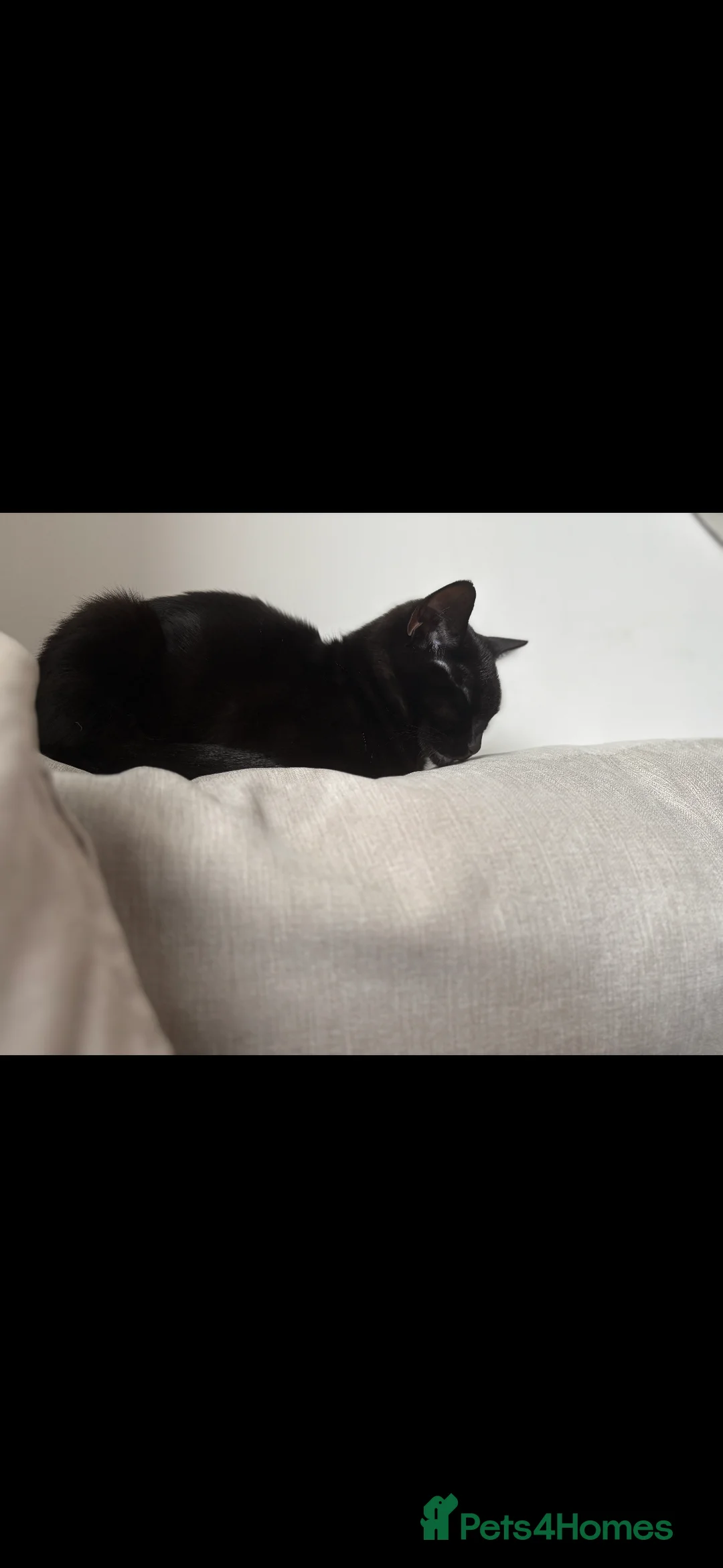 Domestic Shorthair cats for sale: 2 bonded domestic short haired cats  - Advert 7