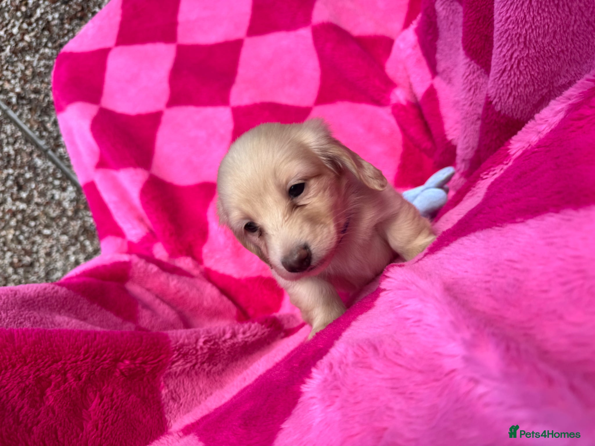 Miniature Dachshund dogs KC mini cream long hair with beautiful coats - Advert 1