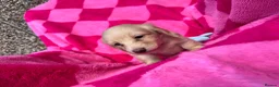 Miniature Dachshund dogs for sale: KC mini ee/ii cream long hair - Advert 14