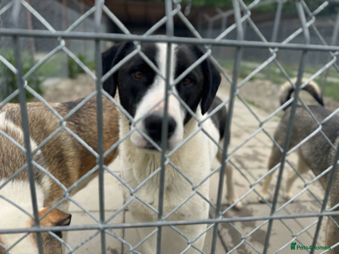 Mixed Breed dogs for adoption: LUCA – TWO YEARS WAITING FOR SOMEONE TO CARE 🐾 - Image 10
