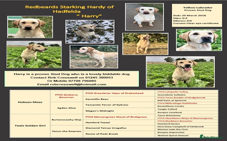 Labrador Retriever dogs in Chelmsford - Advert 5
