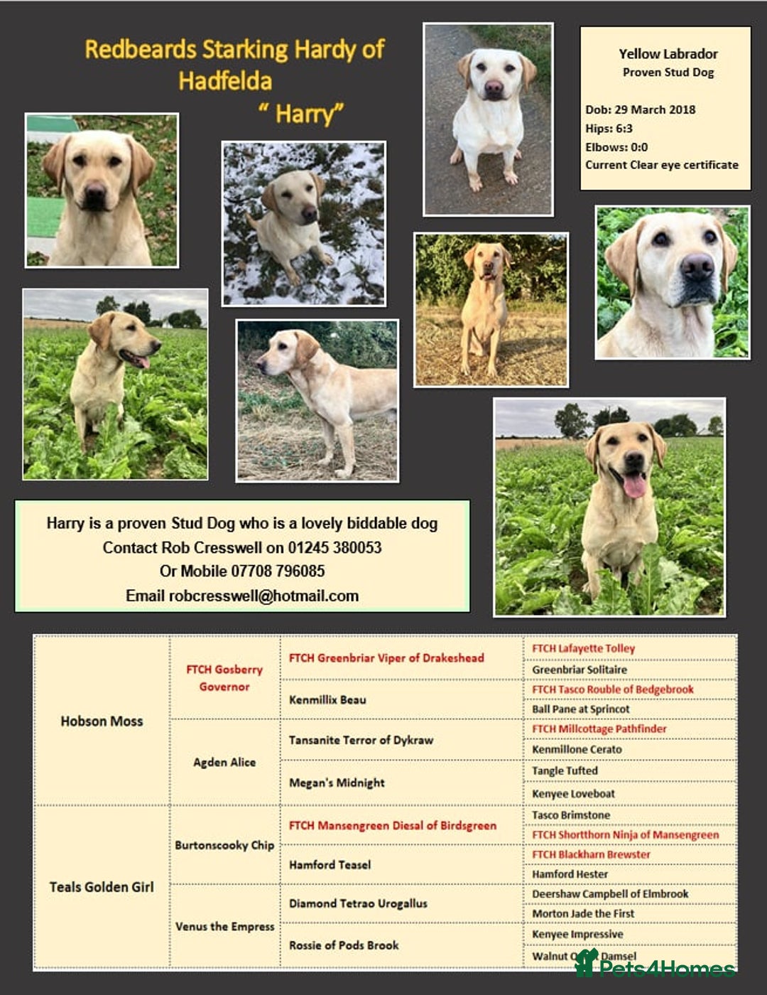Labrador Retriever dogs for stud: At Stud - "Dirty Harry" in Chelmsford - Image 1