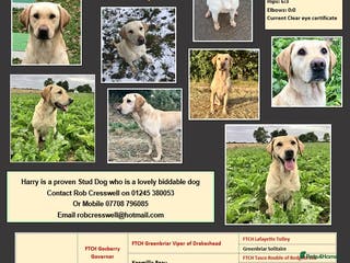 Labrador Retriever dogs At Stud - "Dirty Harry" in Chelmsford - Advert 16