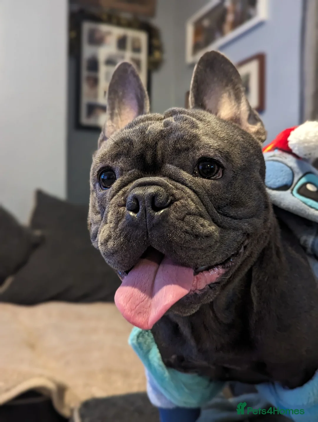 French Bulldog dogs for sale: French bulldog 3 year old male  in St. Neots - Advert 1