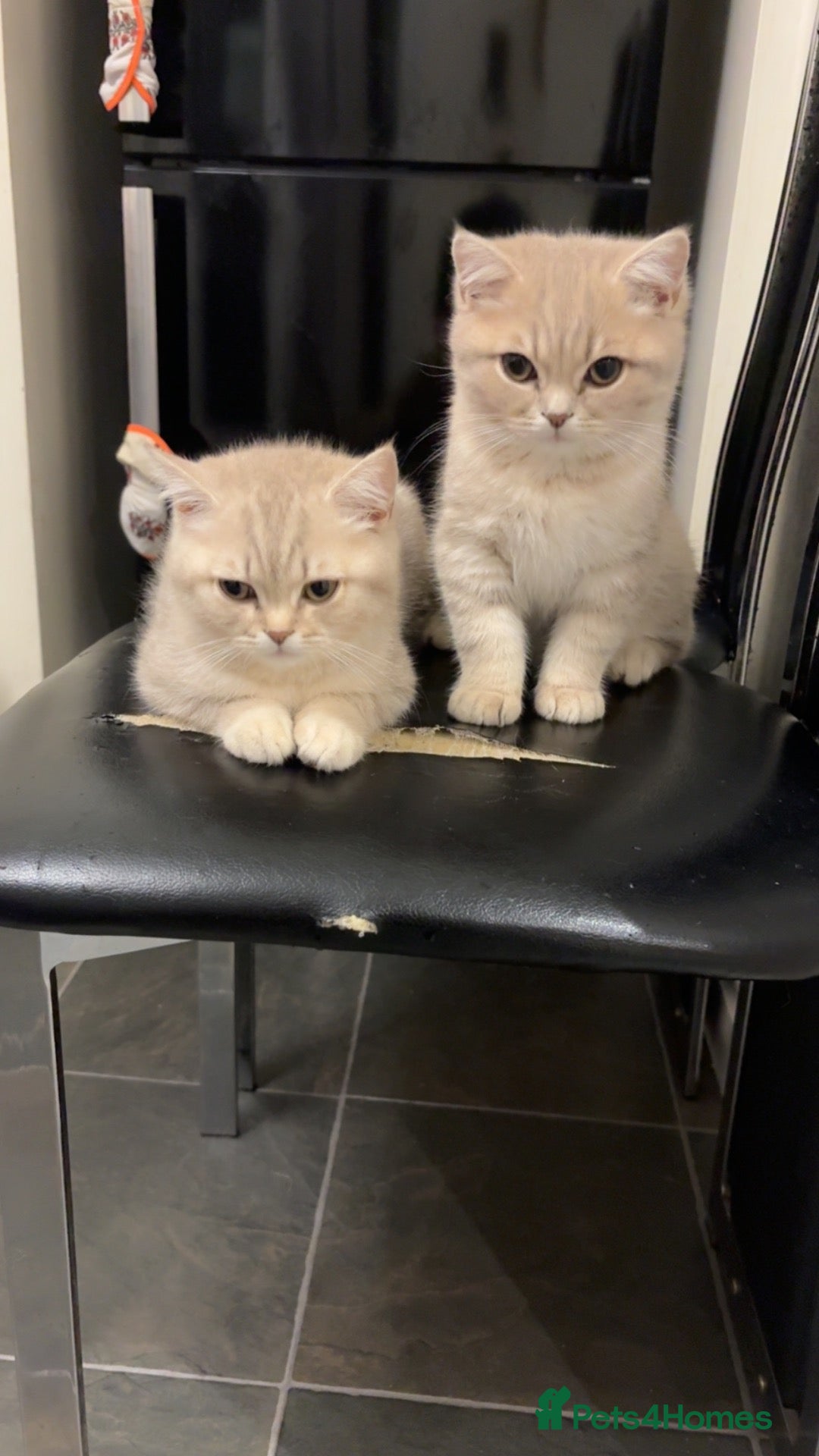 British Shorthair cats ONLY 1 LEFT, beautiful British short hai  - Advert 17