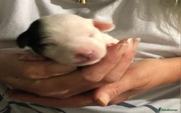 Jack Russell dogs for sale: Jack Russell Terriers - Image 6