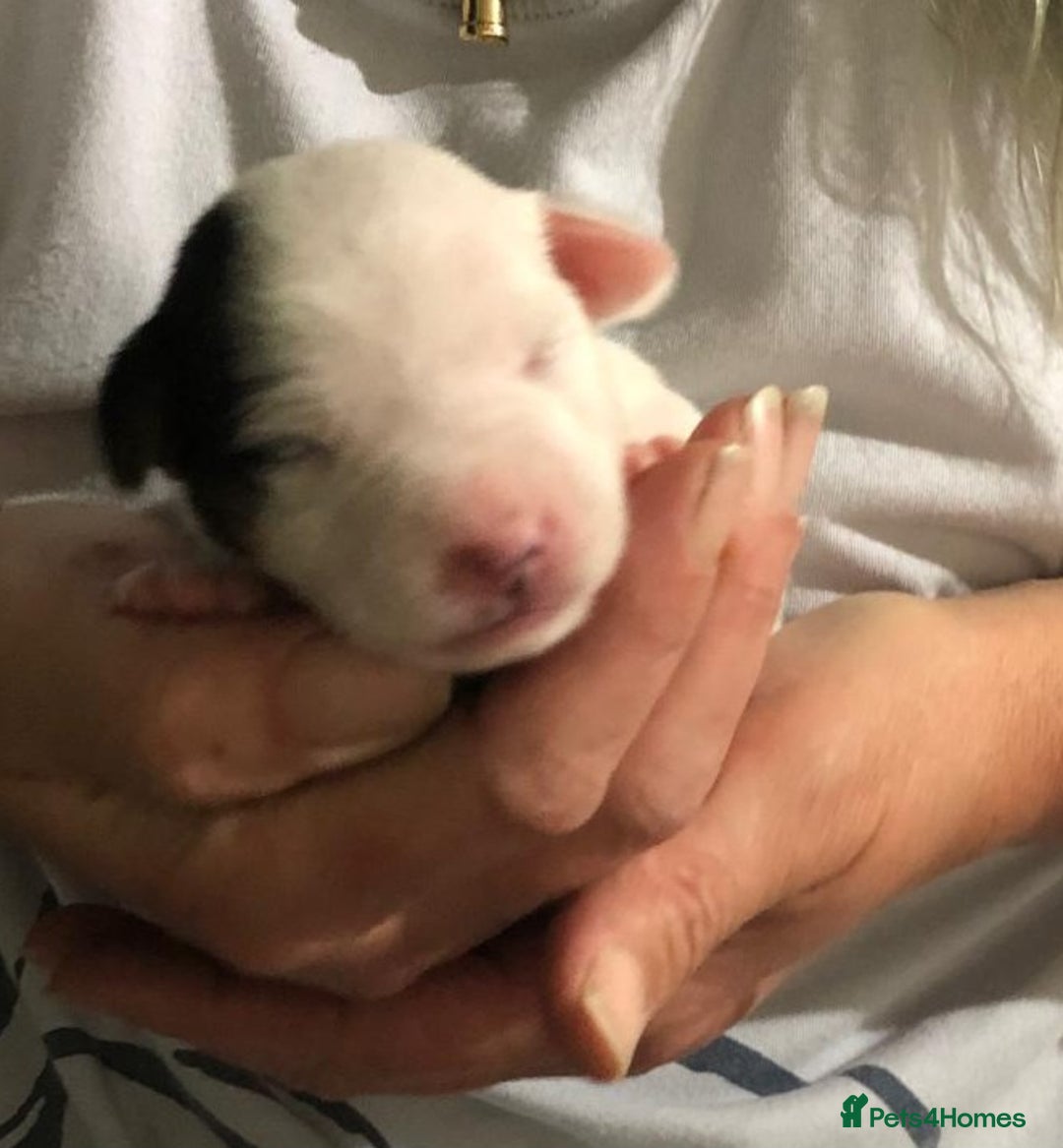 Jack Russell dogs for sale: Jack Russell Terriers - Image 6
