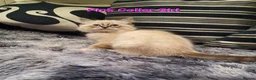 Ragdoll cats for sale: Stunning GCCF Registered Ragdoll Kittens. - Advert 9