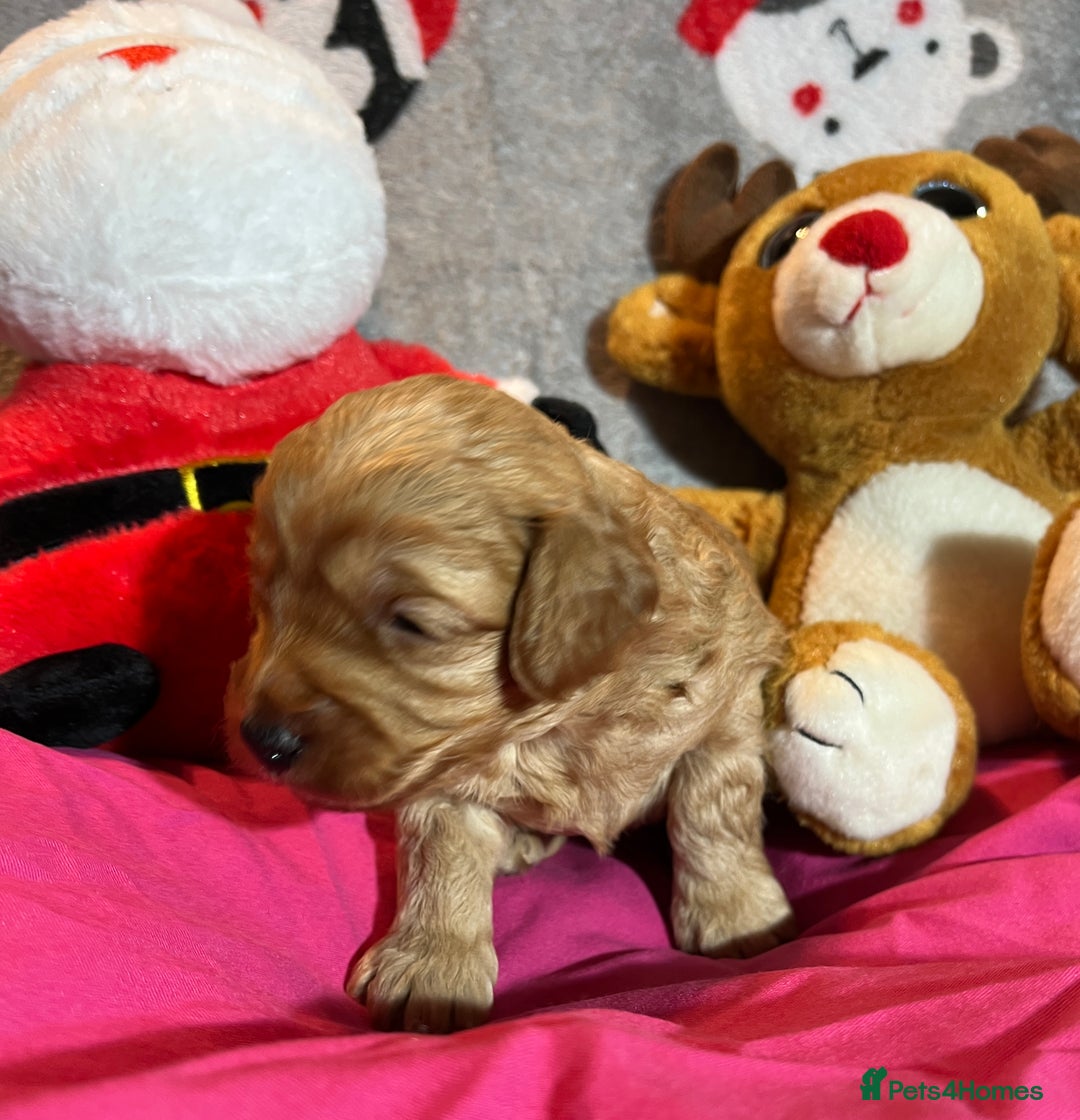 Cavapoochon dogs for sale: Cavapoochon Puppies ready from 20th December 2025  - Advert 7