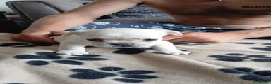 French Bulldog 3