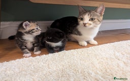 Mixed Breed cats for sale: 2 Sisters 1 Tabby and 1 Tuxedo Persian Mix - Image 20
