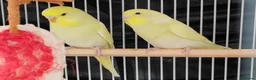 Budgerigars birds for sale: Beautiful Baby Budgies  - Advert 4
