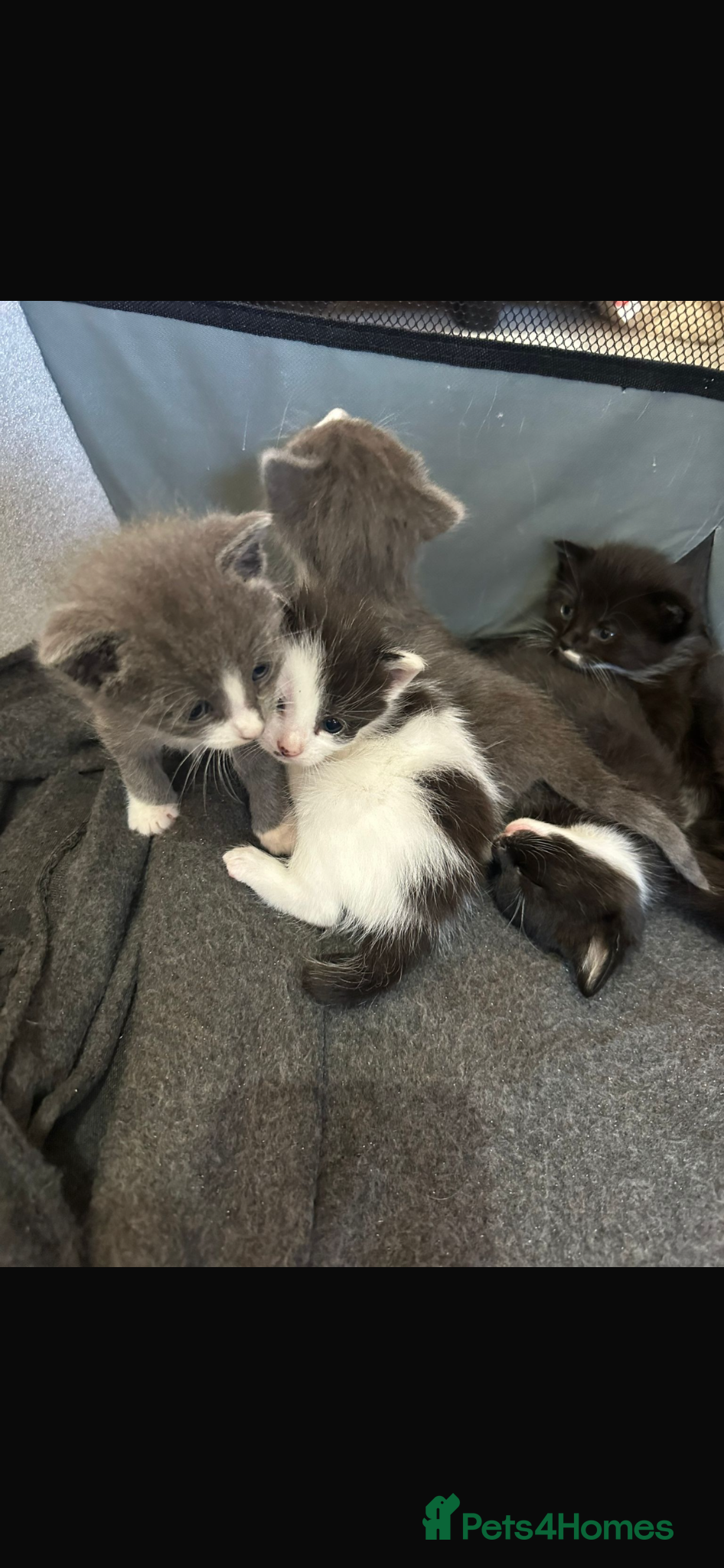 Domestic Shorthair cats Gorgeous kittens mix of Persian and shorthair - Advert 2