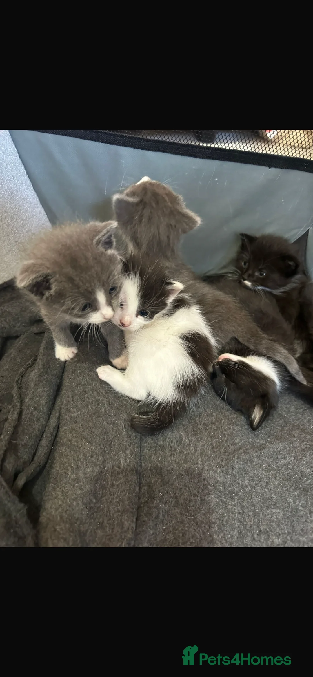 Domestic Shorthair cats for sale: Gorgeous kittens mix of Persian and shorthair in Derby - Advert 1