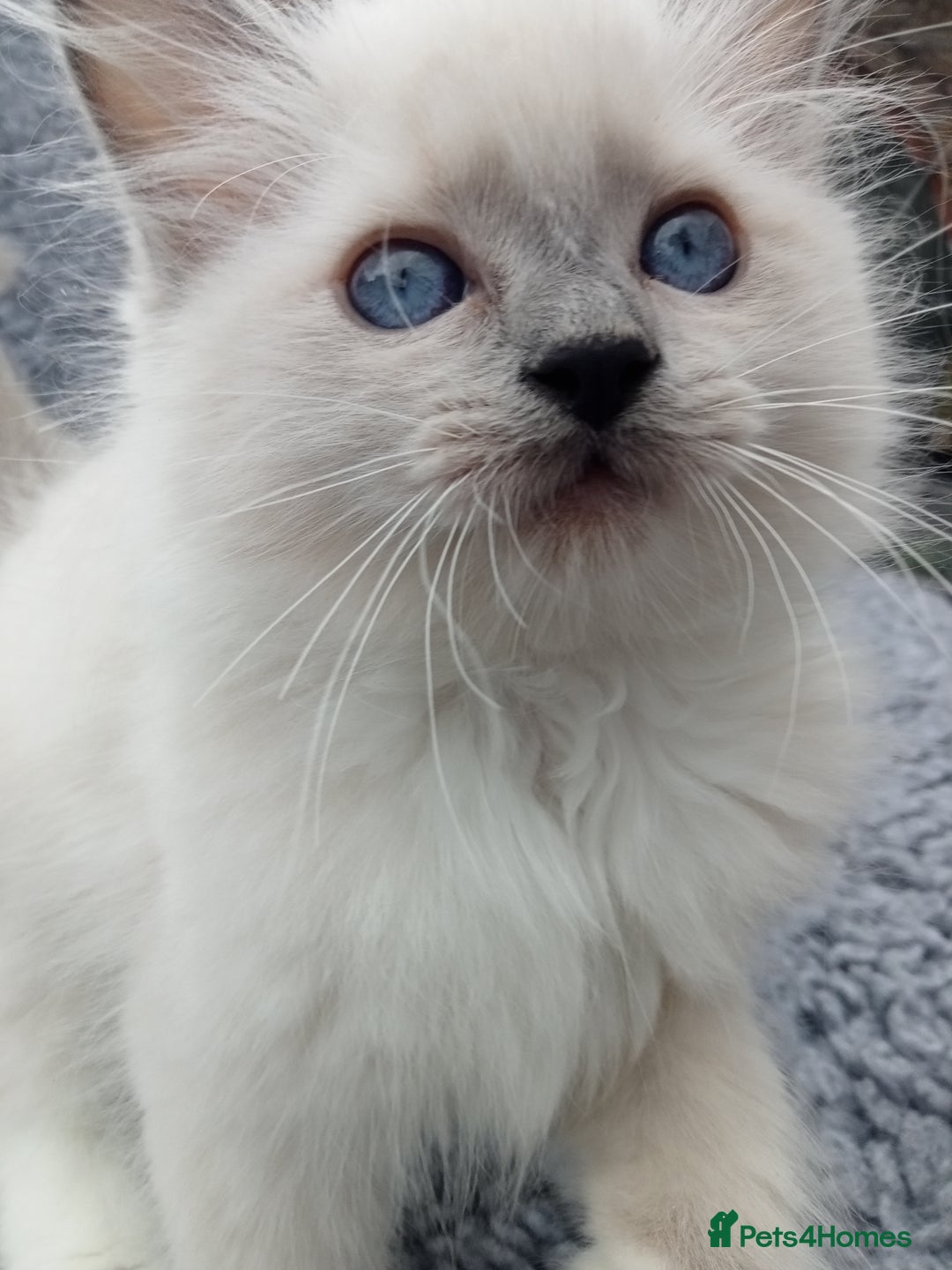 Ragdoll cats for sale: Purebred ragdoll kittens  - Image 6