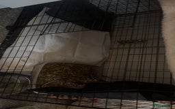 Mini Lop rabbits for sale: House trained female mini lop rabbit & full setup - Image 5