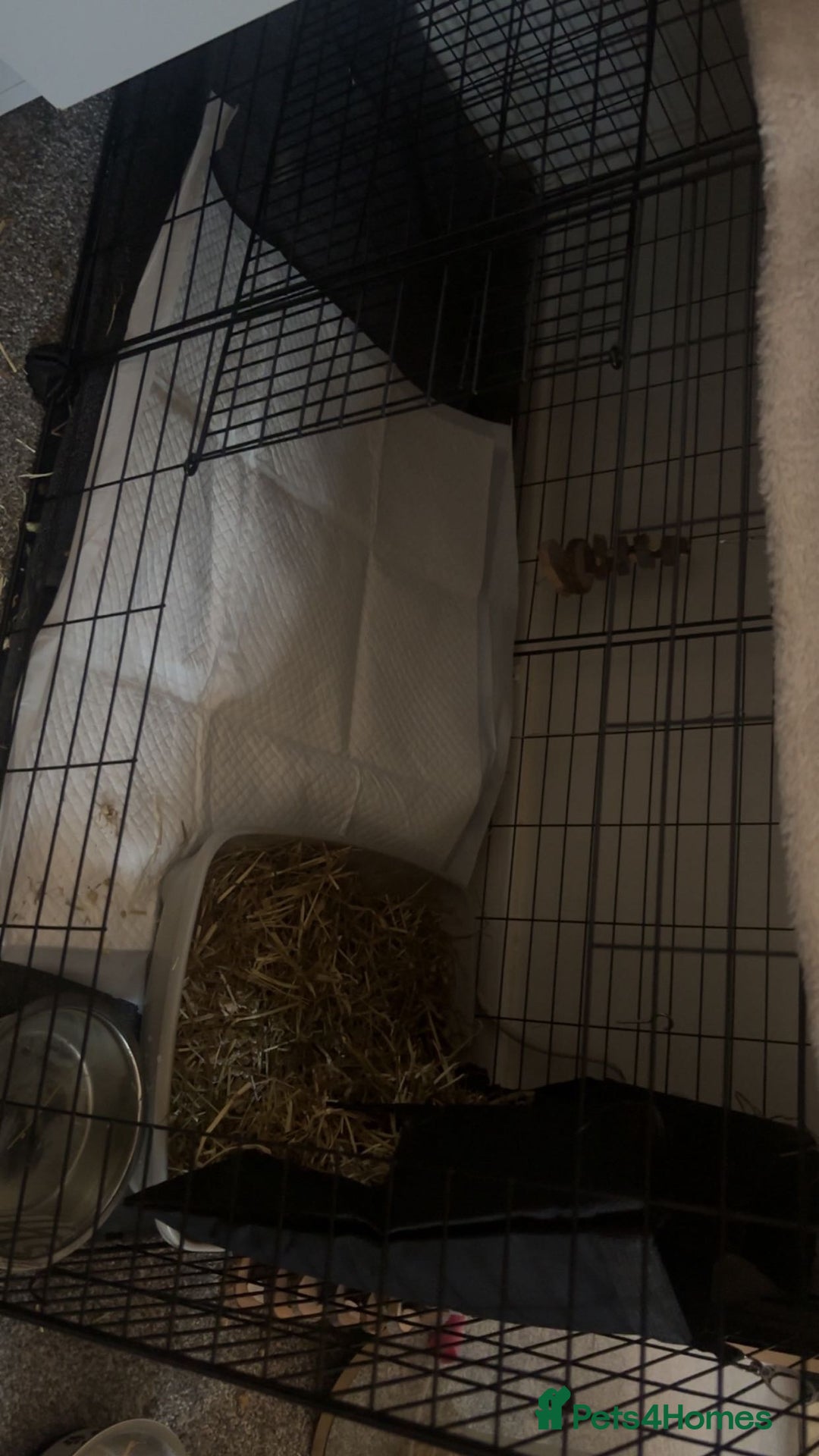 Mini Lop rabbits for sale: House trained female mini lop rabbit & full setup - Image 5