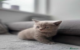 British Shorthair cats for sale: British Shorthair kittens  - Image 7