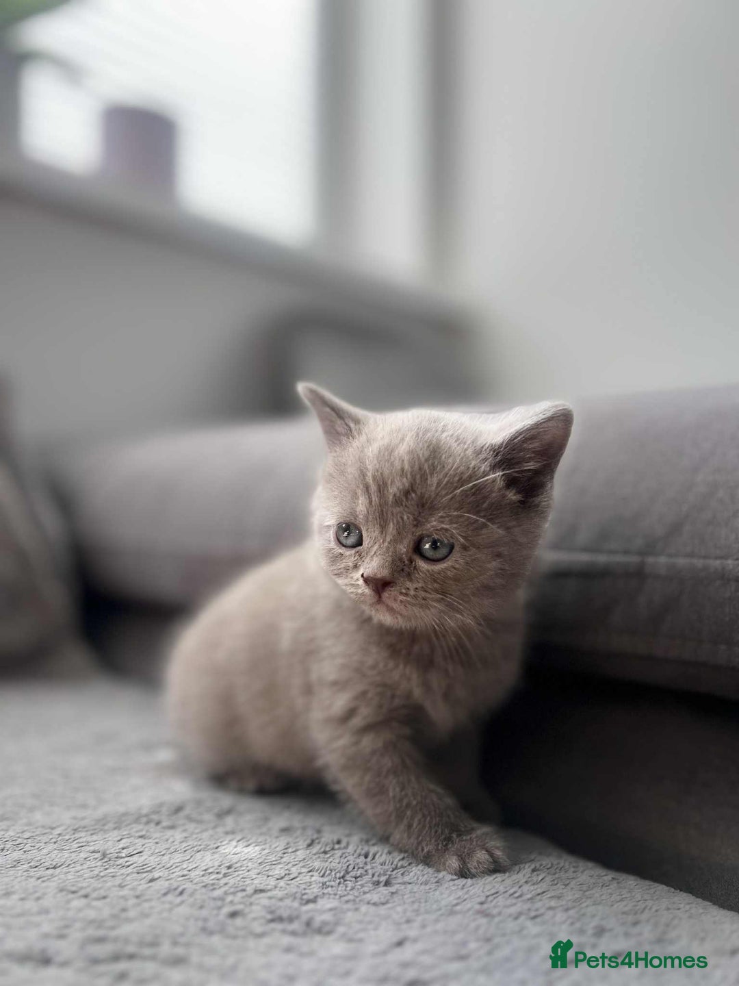 British Shorthair cats for sale: British Shorthair kittens  - Image 7