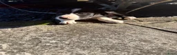 Border Collie dogs for sale: 7 Working Sheepdogs  - Advert 8