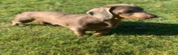 Miniature Dachshund dogs for stud: KC Reg Isabella & tan carrying long hair / pied in Welwyn - Advert 5