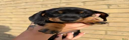 Miniature Dachshund dogs for sale: Beautiful Miniature Daschund Puppies  - Advert 10
