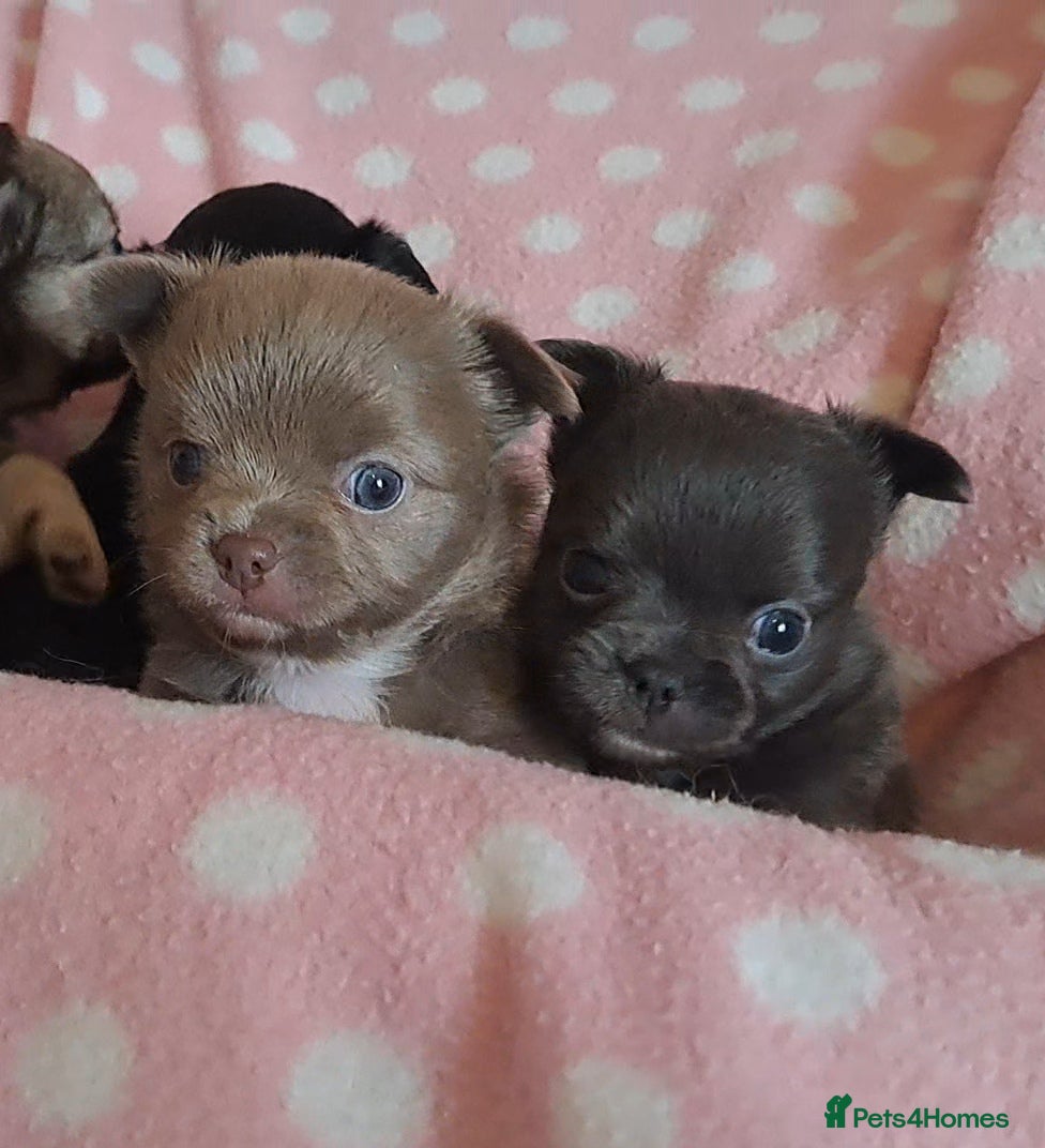 Chihuahua dogs Long Coat Chihuahua Puppies for Sale - Advert 10