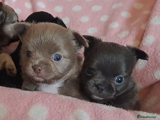 Chihuahua dogs Long Coat Chihuahua Puppies for Sale - Advert 10