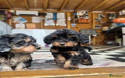 Mixed Breed dogs for sale: Daxiepoos (council licensed breeders) - Image 7