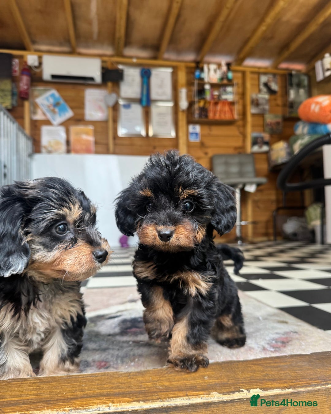 Mixed Breed dogs for sale: Daxiepoos (council licensed breeders) - Image 7