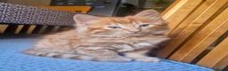Mixed Breed cats for sale: Ginger male kitten - Advert 1