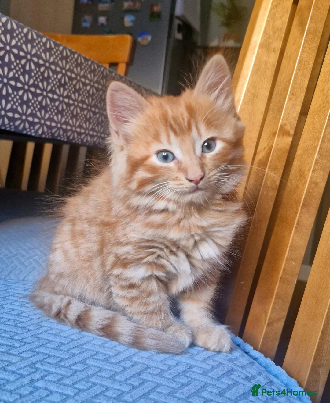 Mixed Breed cats for sale: Ginger male kitten - Advert 1