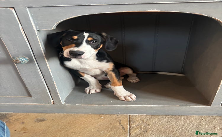 Mixed Breed dogs - Advert 3