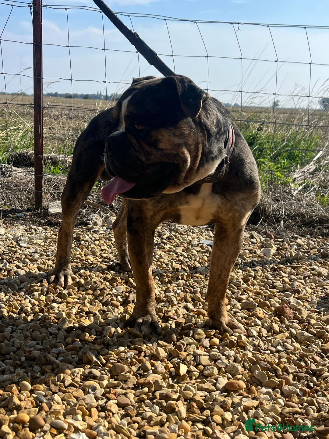 Alapaha Blue Blood Bulldog dogs for stud: NECKS ALAPAHA UK LINGRENS XANTHOS TRI( at/at )  in Wallasey - Advert 8