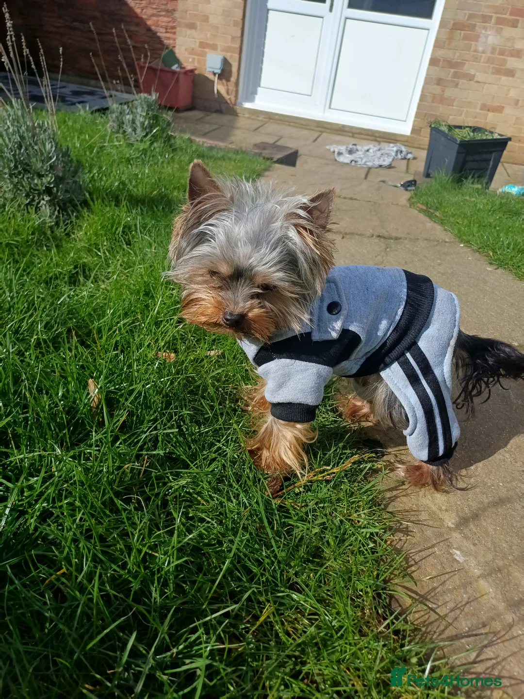 Yorkshire Terrier dogs for stud:  900grams !! The smallest cutest boy in Uk  in Bedford - Advert 19